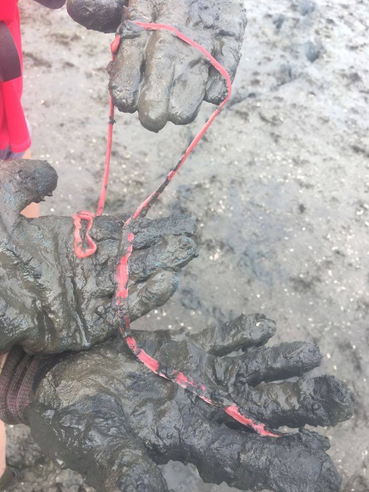 Ribbon worm in mud