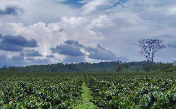 photo of coffee fields