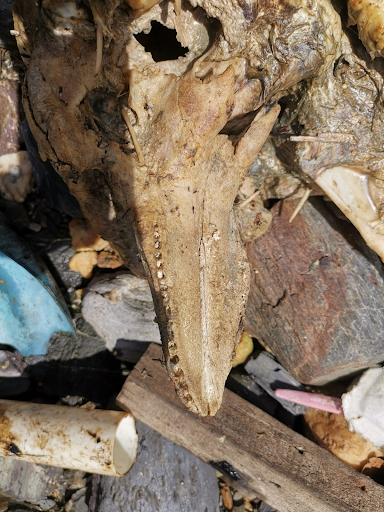 dolphin carcass jaw