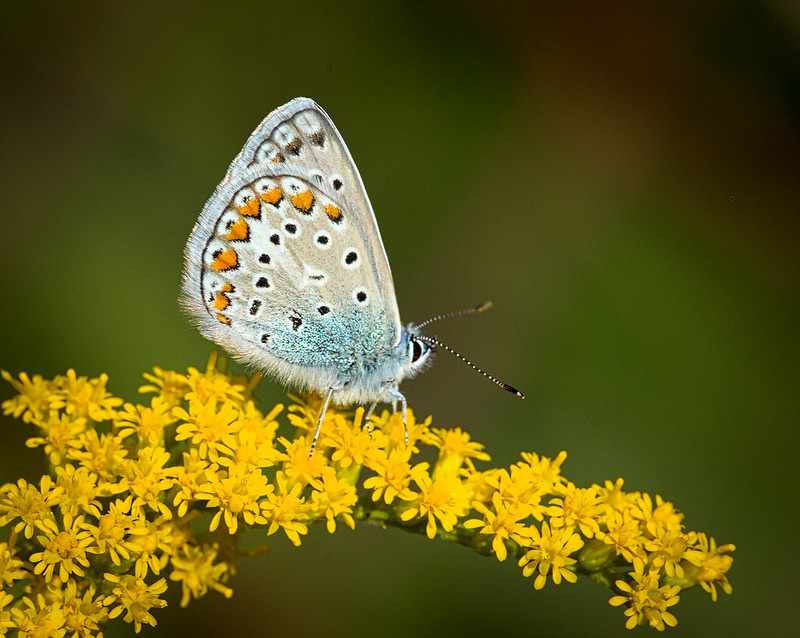 Goldenrod with butterfly