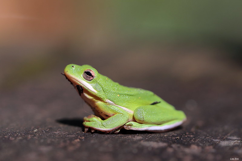 little green treefrog