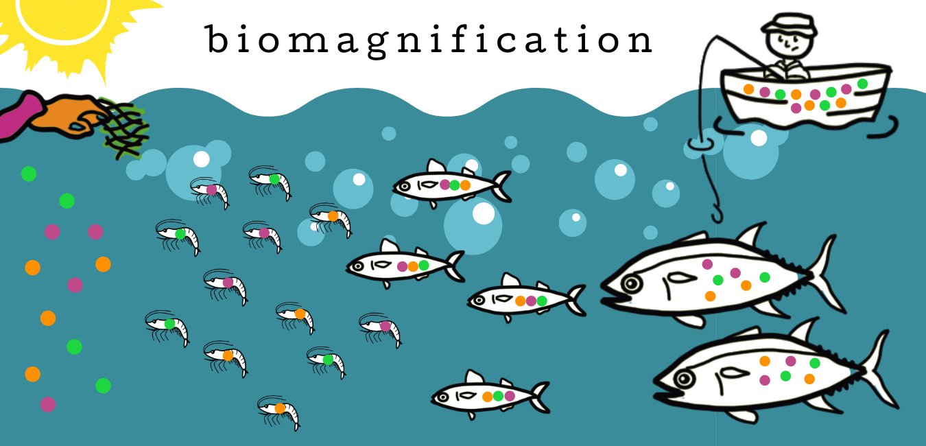 infographic of biomagnification