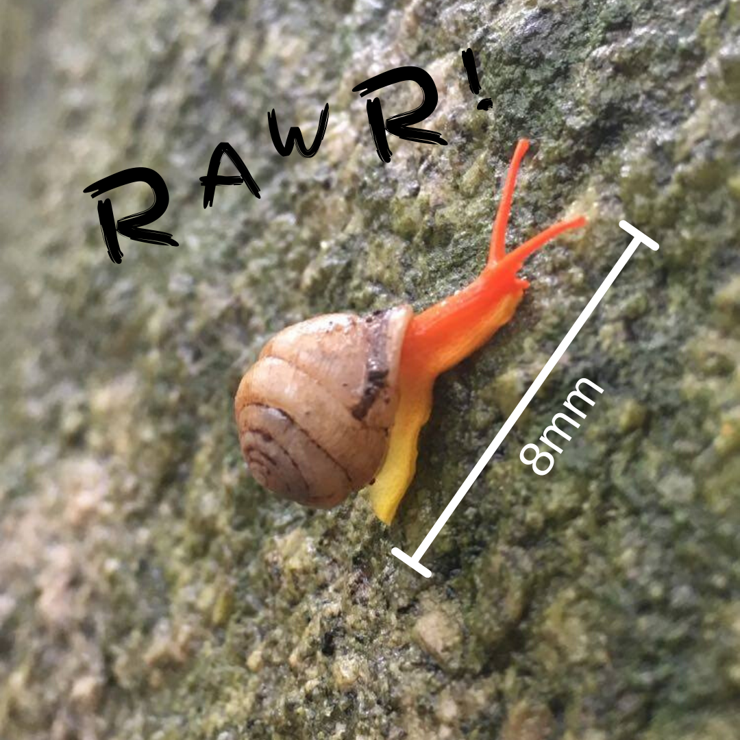 Orange Snail
