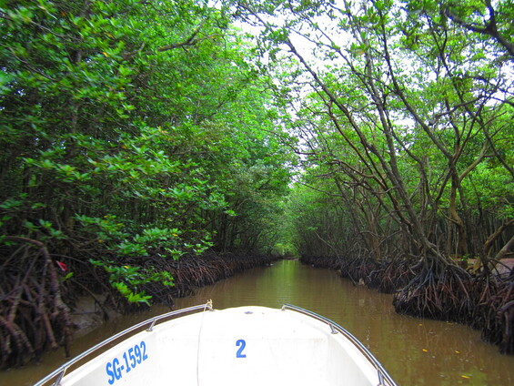 Picture of mangroves