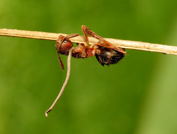 Ant with fungus inside