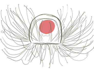illustration of jellyfish