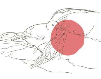 illustration of vampire finch