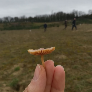 Fungus in a hand